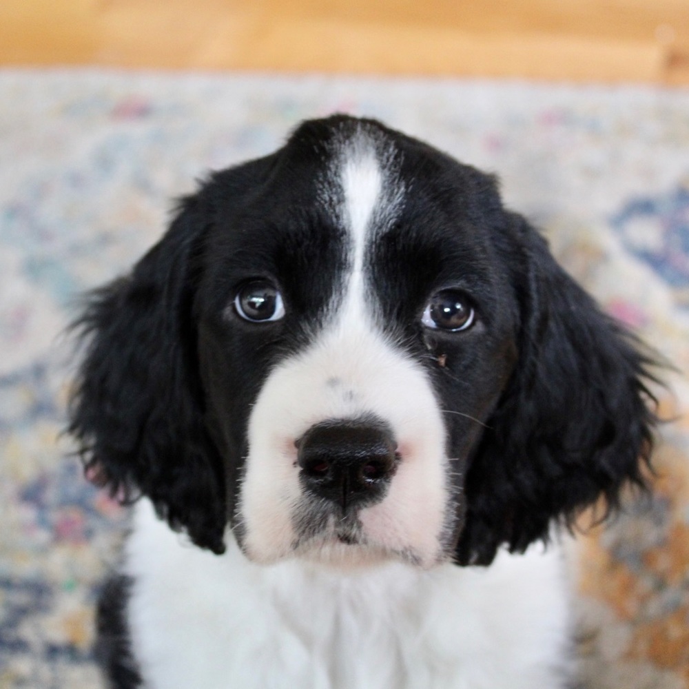 Meet your Posher, Mia